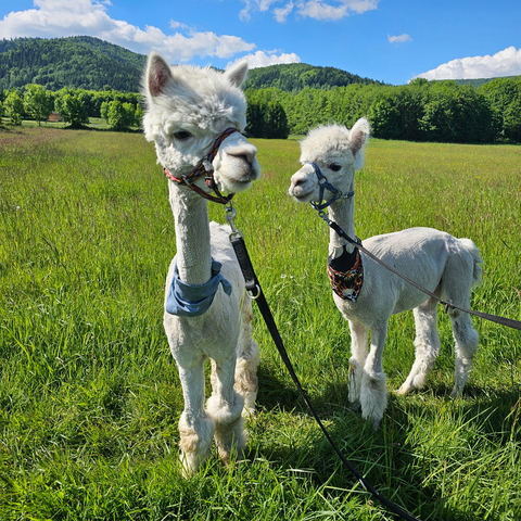 Alpaki na zielonej trawie
